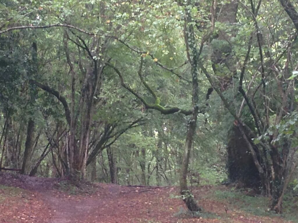 Paysage forestier